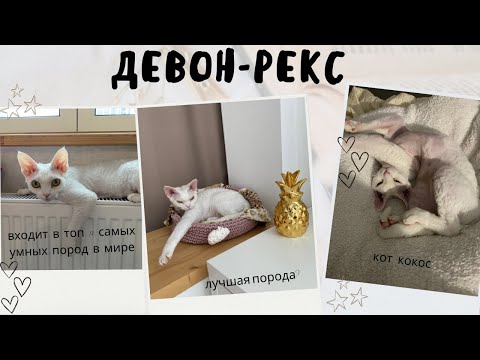 Порода - ДЕВОН РЕКС / Все о моем Кокосе
