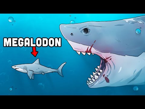 Why Megalodons Were Afraid Of This Creature