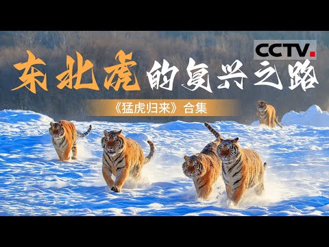东北虎归来！中国野生东北虎正面临着种群恢复的重要机遇 一起探究东北虎从濒危边缘到重现村庄的复兴之路【CCTV纪录】