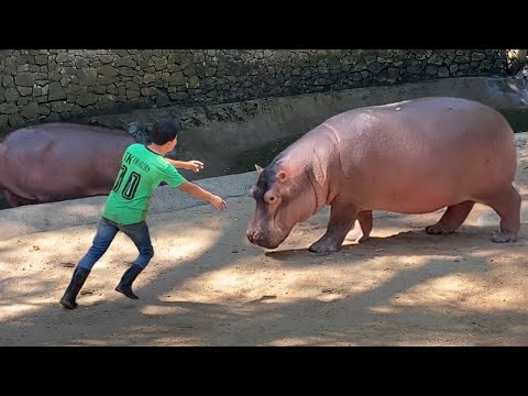These Animals Don't Forget Their Owners After Years Long Separation!