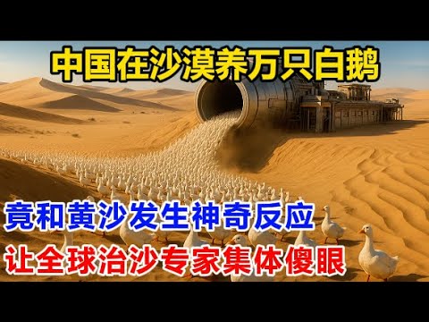 中国在沙漠养万只白鹅！竟和黄沙发生神奇反应！让全球治沙专家集体傻眼！