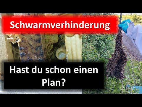Bienenschwärme sind kein Zufall - Ursachen und Lösungen