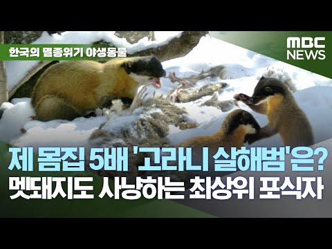 제 몸집 5배 크기 '고라니' 사체 유기범은?..10배 크기 멧돼지도 사냥하는 한국 생태의 최상위 포식자 [한국의 멸종위기 야생동물 '담비' 편] MBC뉴스 2023.02.23