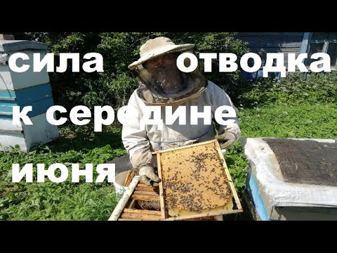 Вот это Отводки со Свищевыми Матками!!!