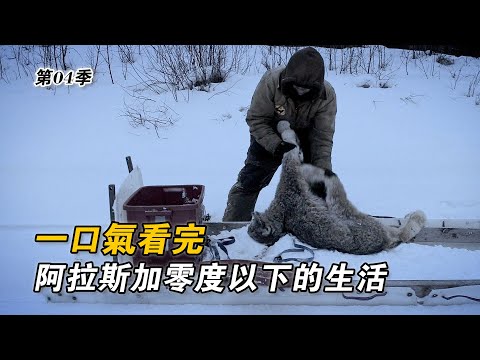 一口氣看完阿拉斯加零度生活，狩獵上千斤駝鹿，設陷阱抓山貓，斥資幾十萬採購裝載機，油煎馴鹿肉搭白米飯！紀錄片
