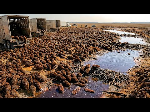 Florida Dumped THOUSANDS of Beavers Into A Wasteland With ZERO TREES — What They Built Is Insane
