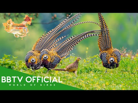 Birds Of China | Most Beautiful Birds in China You’ve Never Seen Before | BBTV Official