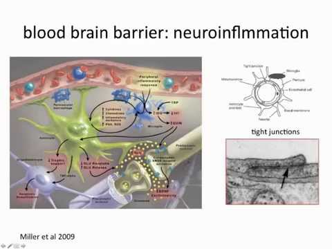 15a. Glia - Psychoneuroimmunology - the basics