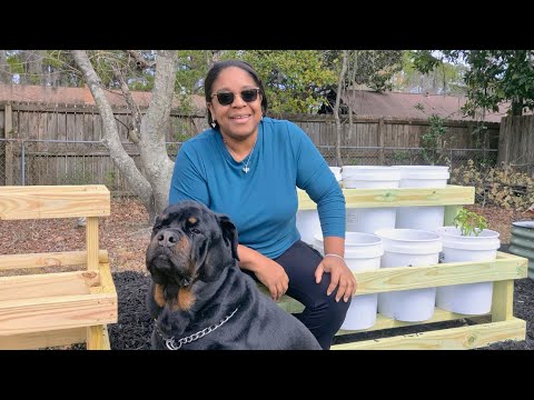 How I Grow Massive Potatoes in Buckets