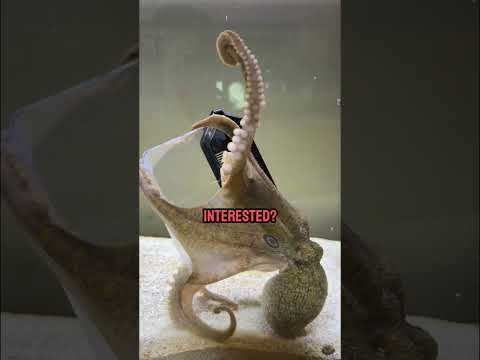 Octopus says hi to a dog then opens a container!