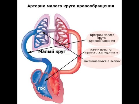 Лекция круги кровообращения (кратко и понятно,простыми словами). Большой и малый круги .