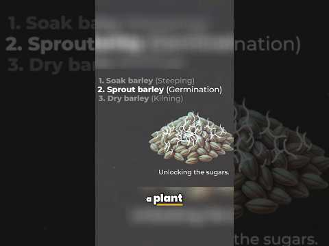 What is ‘Malt’ in Single Malt Whisky? #whisky #singlemalt