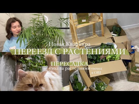 Мой переезд || пересадка, уход за растениями | иду в OBI