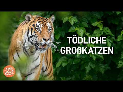 Tiger, Leopard & Co: Die seltensten und tödlichsten Raubkatzen hautnah!