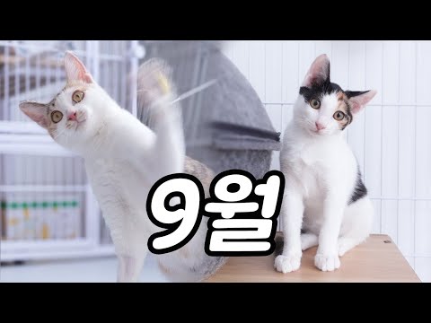 무겐의냥다큐 9월 모아보기 : 콩이와 보리 구조, 호랑이 복막염 치료, 칸쵸와 나쵸 구조 이야기