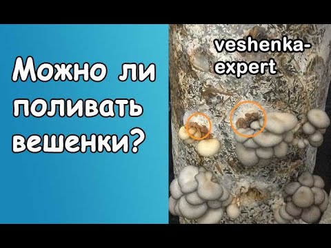 Влажность в грибнице, скачки влажности. Можно поливать вешенки? Белая масса как вата в прорези блока