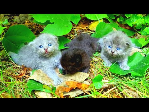 Baby Kittens Found Under The Trees Waiting For Someone To Save them