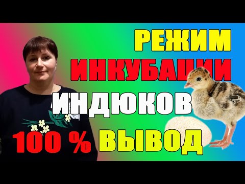 Режим инкубации для индюков. 100% вывод, при соблюдении всего режима.