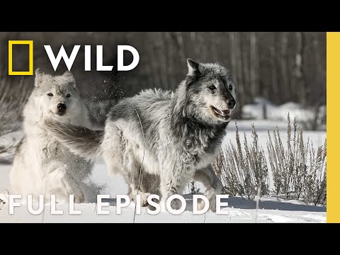 Fire and Ice (Full Episode) | Wild Yellowstone | Nat Geo Animals