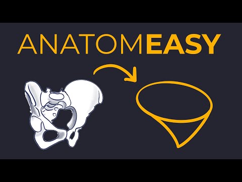 This Makes Anatomy 10x Easier (no exaggeration)