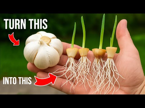 🧄 How to grow garlic using just the base — while saving the rest for cooking!
