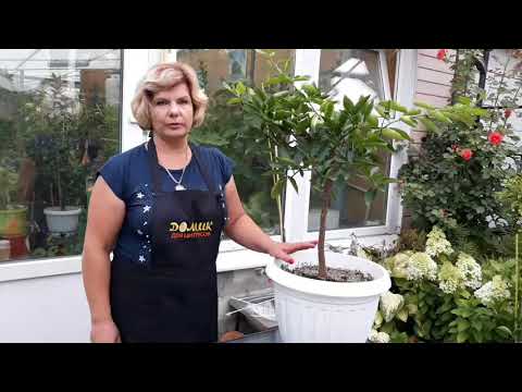 Формировка и обрезка наших цитрусов