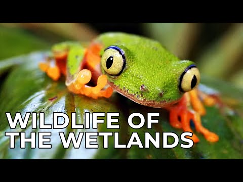 World of the Wild | Episode 8: The Wetlands | Free Documentary Nature