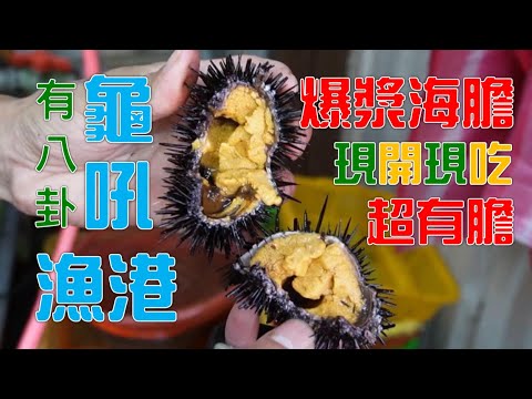 龜吼漁港海膽打架 ～好膽你就來｜爆膽超標又怎樣⋯快相招來試膽｜膽膽的幸福等你來嚐鮮#龜吼漁港#市場拍賣 #海膽#美食 #南方澳 #馬糞海膽#紫海膽#紅蟳 #花蟹#白蝦