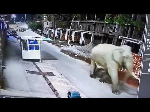 शांतिकुंज में आया हाथी मची अफरा तफरी जान बचाकर भागे लोग