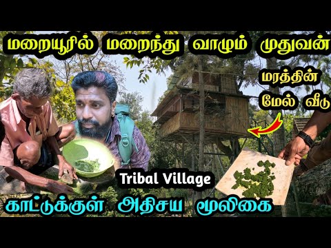மறையூர் காட்டில் முதுவன் பழங்குடி கிராமம்|அதிசய மூலிகை|மரத்தின் மேல் தங்கும் விடுதி|champakad