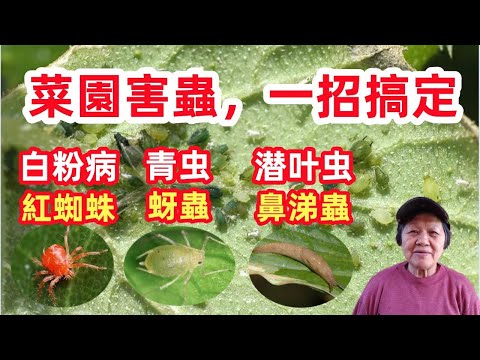 DIY insecticide 對付菜園害蟲，這一招最厲害，害蟲全滅光，常見的害蟲|蚜蟲，紅蜘蛛，潛葉蟲，青蟲，鼻涕蟲，白粉病