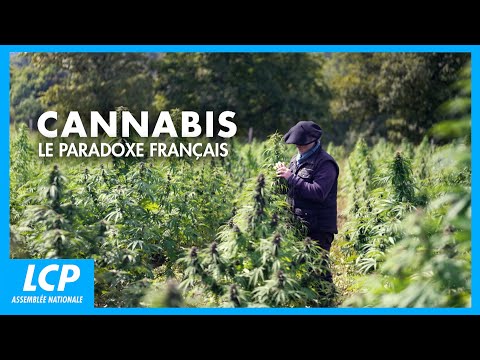 Cannabis en France : Répression ou Légalisation, Quel Avenir ? | Documentaire complet