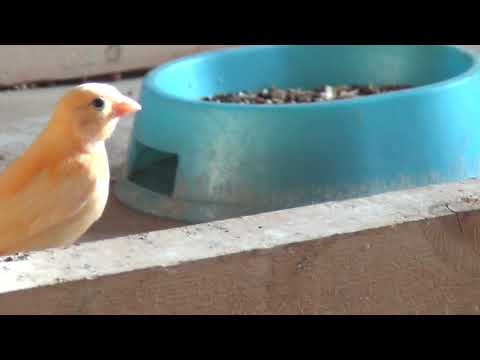 Молодые канарейки в новом вольере