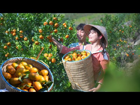 After 4 YEARS… We Finally Harvested Our Oranges and Sold Them ALL at the Market!