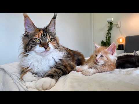 Iris Hangs Out With Her Kitten Uncles!