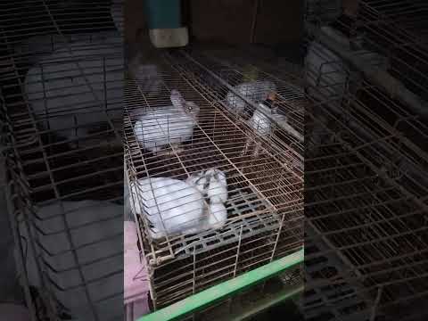 ممكن اعمل مشروع ايه تاني جنب الأرانب 