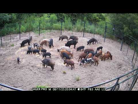 CRUSHED My Prior Record! 41 Hogs Trapped at One Time!
