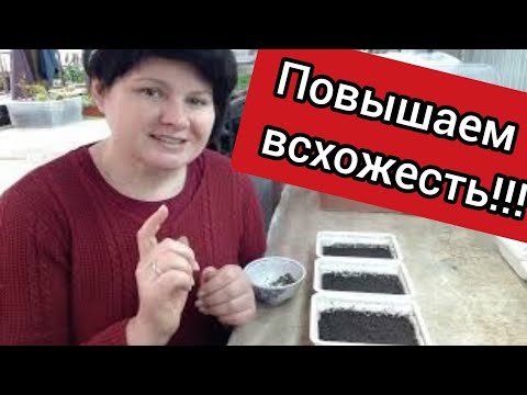 Verbena. Sowing. Nuances of pre-sowing seed preparation.