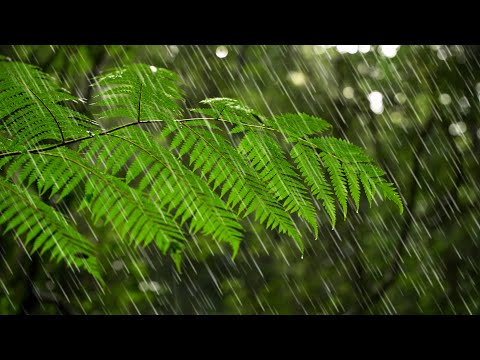 Australian Rainforest Rain Sounds for Sleeping or Focus 🌧️ White Noise Rainstorm