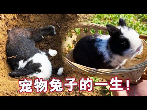 The life of the pet rabbit, long gone......