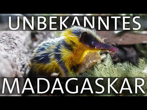 Unbekanntes Madagaskar: Im Dschungel der Lemuren | Erlebnis Erde