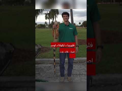پر ساړه خوب ویده ایګوانا
