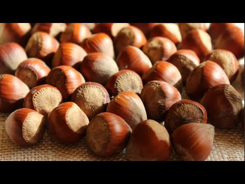 Фундук (Лещина) | Интересные факты об орехе