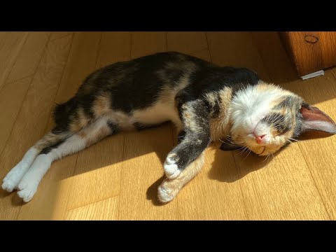 범백때문에 가족냥과 분리조치 되었던 아깽이가 건강을 되찾은 후.. 결국!!