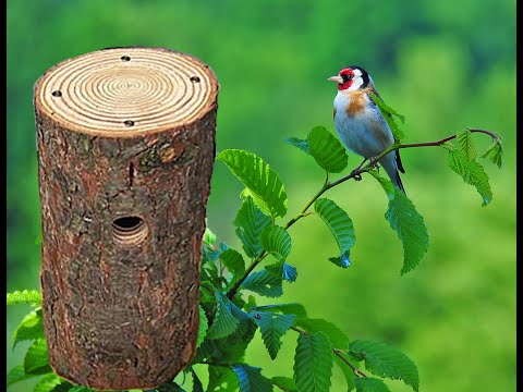Nistkasten in einem Lärchenstamm