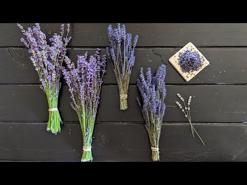All About Lavender // identifying different varieties, harvesting bundles and removing the buds