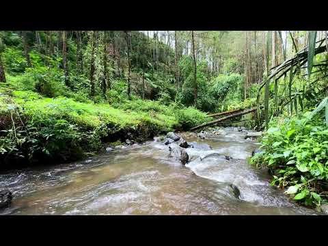Peaceful river relaxation in calm green forest night guiding deeper deep sleep and easing anxiety