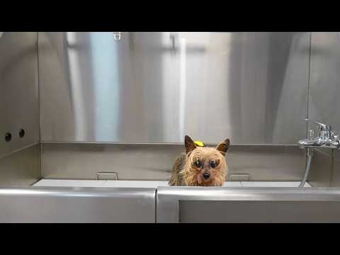 Grooming the World's Smallest Chaos Gremlin (3lb Rescue Dog Glow-Up)