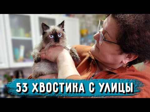 Какое доброе сердце надо иметь, что б ухаживать так за животными. В Гостях у Иры. Хвостики ищут дом.