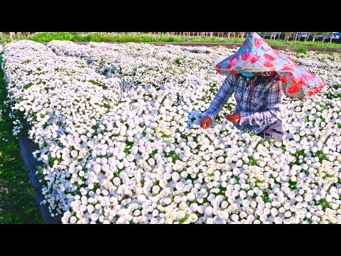 Chrysanthemum Tea Mass Production Process, Chrysanthemum Harvesting-Food Factory-菊花茶大量製作,銅鑼杭菊採收-食品工廠